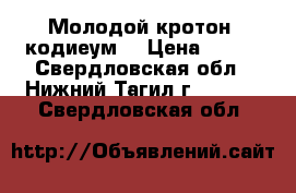 Молодой кротон (кодиеум) › Цена ­ 100 - Свердловская обл., Нижний Тагил г.  »    . Свердловская обл.